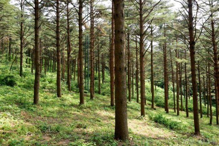 사진1 .삼봉산 금강소나무 숲.JPG