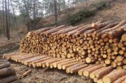 산림청, 국내 목재 생산 작년보다 28만㎥ 늘린다
