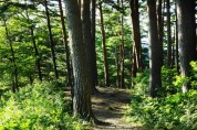 6월의 국유림 명품숲 ‘울진 금강소나무숲’ 선정